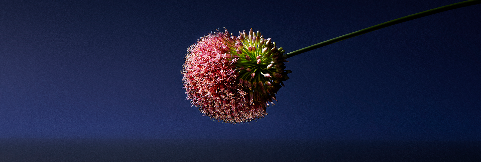 fiore